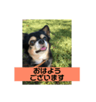 くろのごあいさつ2（個別スタンプ：2）