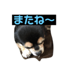 くろのごあいさつ2（個別スタンプ：4）