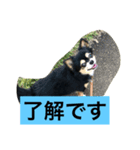 くろのごあいさつ2（個別スタンプ：5）