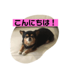 くろのごあいさつ2（個別スタンプ：6）