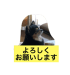 くろのごあいさつ2（個別スタンプ：7）