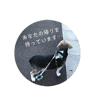 じゃじゃ丸スタンプ（個別スタンプ：3）