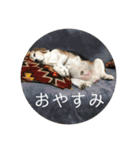 じゃじゃ丸スタンプ（個別スタンプ：6）