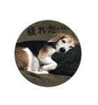 じゃじゃ丸スタンプ（個別スタンプ：9）