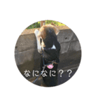 じゃじゃ丸スタンプ（個別スタンプ：10）