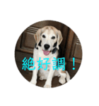 じゃじゃ丸スタンプ（個別スタンプ：12）