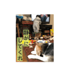 じゃじゃ丸スタンプ（個別スタンプ：15）