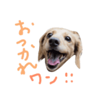 犬のミーコ（個別スタンプ：3）