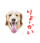 犬のミーコ（個別スタンプ：6）