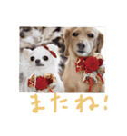 犬のミーコ（個別スタンプ：7）