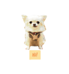 Dog Yukichi（個別スタンプ：1）