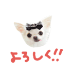 Dog Yukichi（個別スタンプ：3）