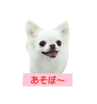 Dog Yukichi（個別スタンプ：6）