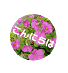 こひつじレター でかもじ（個別スタンプ：3）