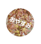 こひつじレター でかもじ（個別スタンプ：5）