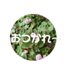 こひつじレター でかもじ（個別スタンプ：13）