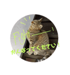 敬語猫まりん（個別スタンプ：15）