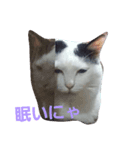 まい猫（個別スタンプ：1）