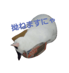 まい猫（個別スタンプ：2）