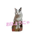 まい猫（個別スタンプ：3）