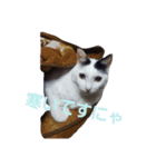 まい猫（個別スタンプ：5）