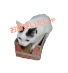 まい猫（個別スタンプ：6）