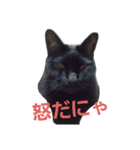 まい猫（個別スタンプ：7）
