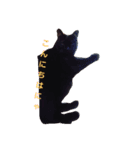 まい猫（個別スタンプ：8）