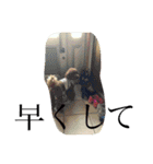 犬のフラン君（個別スタンプ：2）