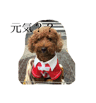 犬のフラン君（個別スタンプ：4）