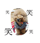 犬のフラン君（個別スタンプ：6）