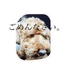 犬のフラン君（個別スタンプ：11）