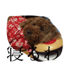 犬のフラン君（個別スタンプ：12）
