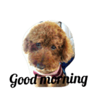 犬のフラン君（個別スタンプ：17）