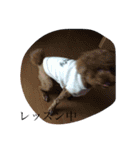 犬のフラン君（個別スタンプ：23）