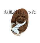 犬のフラン君（個別スタンプ：24）
