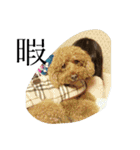 犬のフラン君（個別スタンプ：25）