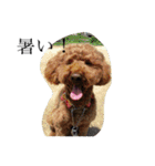 犬のフラン君（個別スタンプ：28）