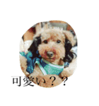 犬のフラン君（個別スタンプ：30）