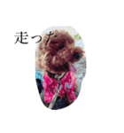 犬のフラン君（個別スタンプ：31）