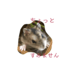 ハムスターのマグちゃん（個別スタンプ：1）