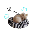 ロンチーくりちゃん（個別スタンプ：7）