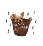 ロンチーくりちゃん（個別スタンプ：8）