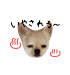 ロンチーくりちゃん（個別スタンプ：16）