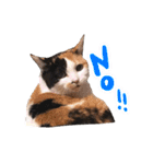 三毛猫ビビアン嬢(21)（個別スタンプ：2）