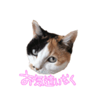 三毛猫ビビアン嬢(21)（個別スタンプ：3）