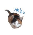 三毛猫ビビアン嬢(21)（個別スタンプ：4）