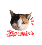 三毛猫ビビアン嬢(21)（個別スタンプ：5）