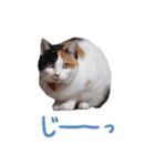 三毛猫ビビアン嬢(21)（個別スタンプ：6）