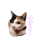 三毛猫ビビアン嬢(21)（個別スタンプ：7）